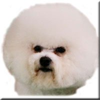 dog groomers