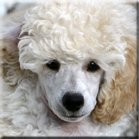 pet groomers